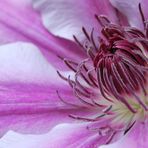 Clematis