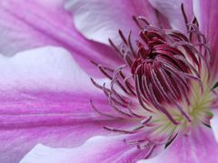 Clematis