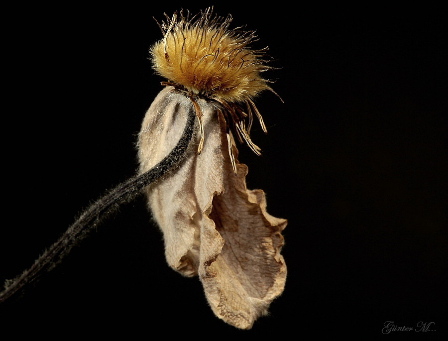 Clematis