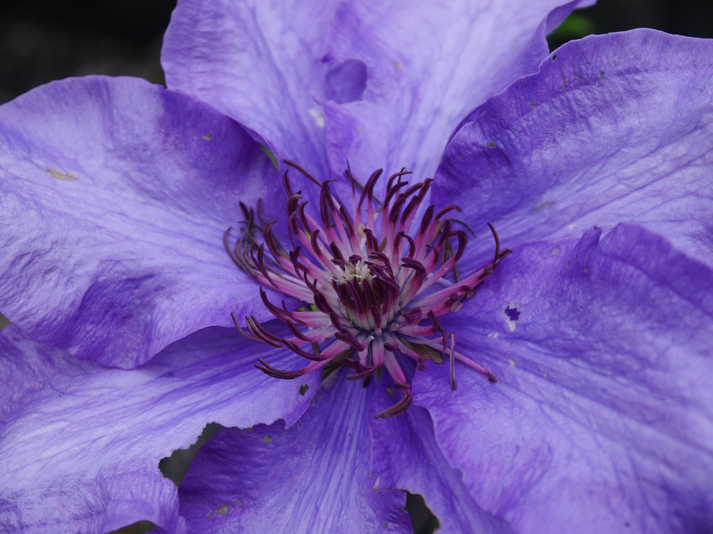 Clematis