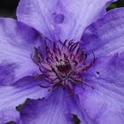 Clematis