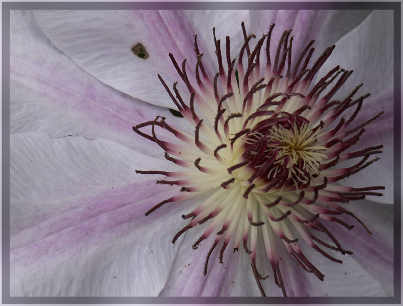 Clematis