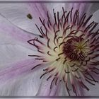 Clematis