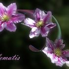  Clematis