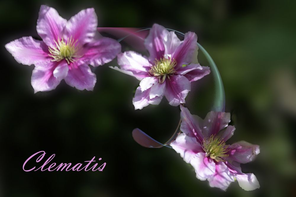  Clematis