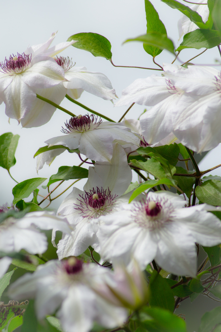 Clematis