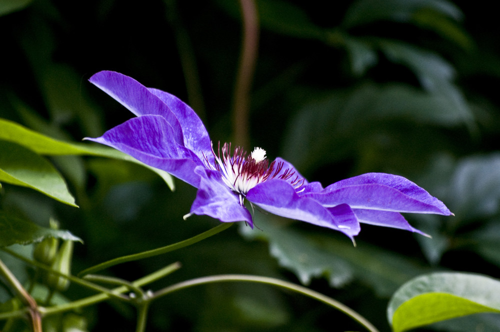 clematis