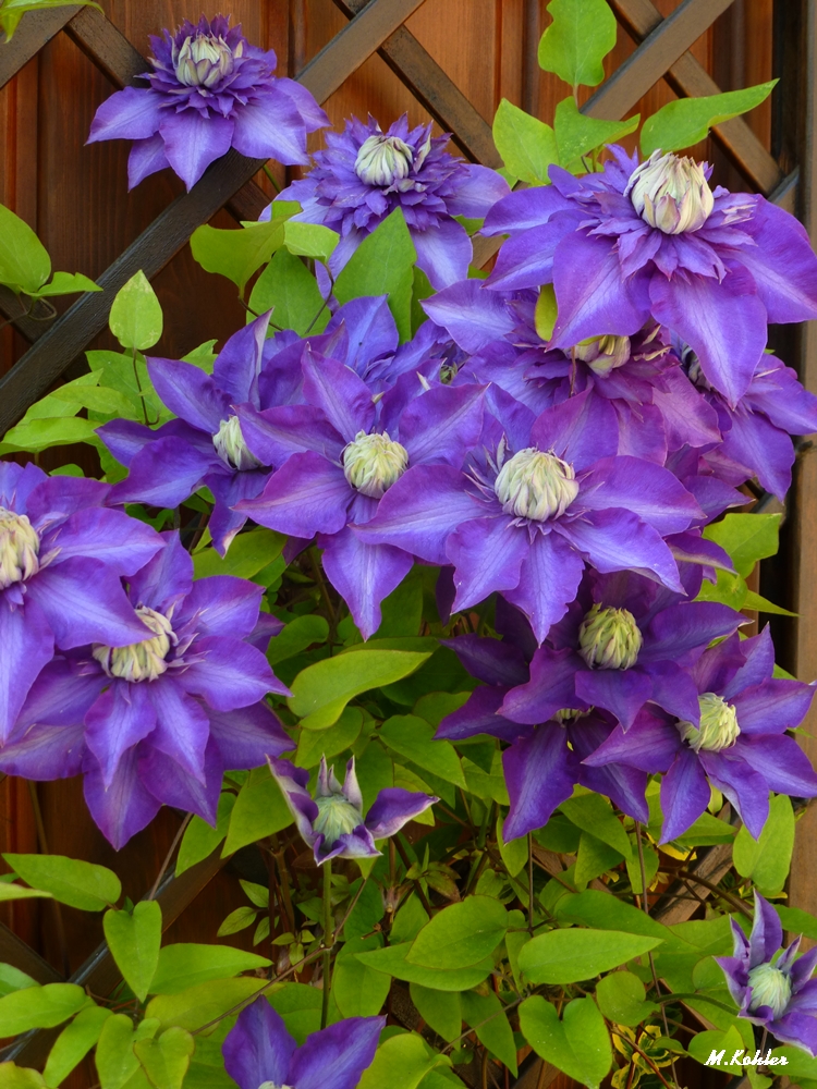 Clematis