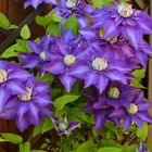 Clematis