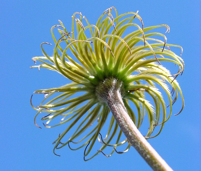 Clematis - abgeblüht