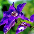 Clematis