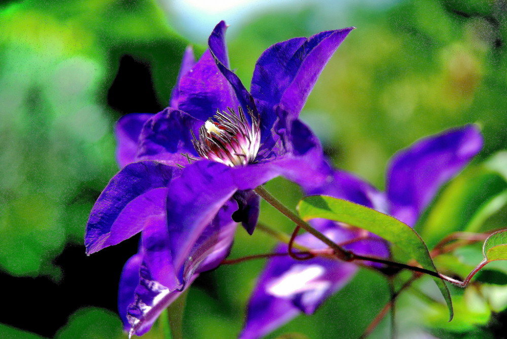 Clematis