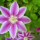 Clematis