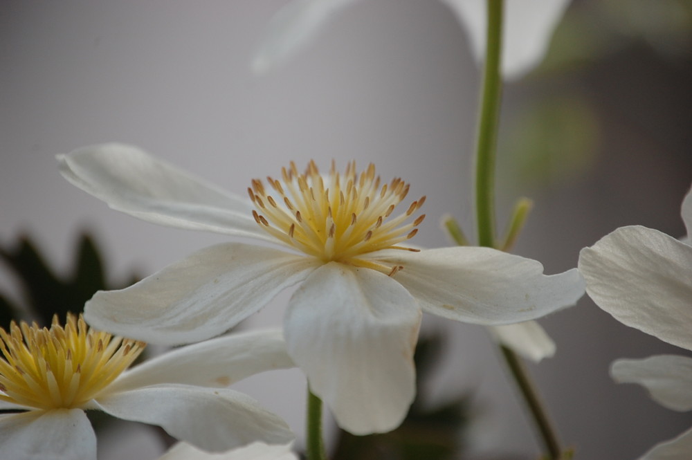 Clematis