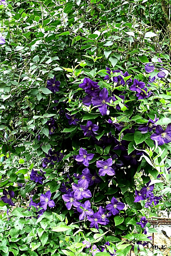 Clematis