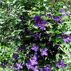 Clematis