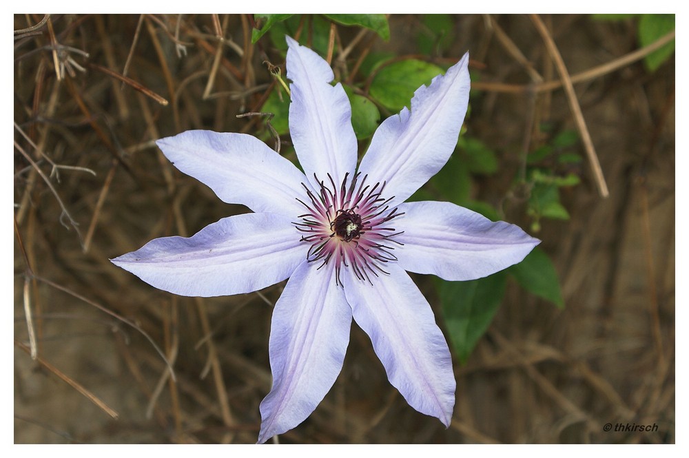 Clematis