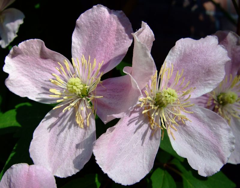 Clematis