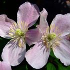 Clematis