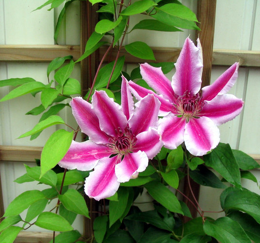 Clematis