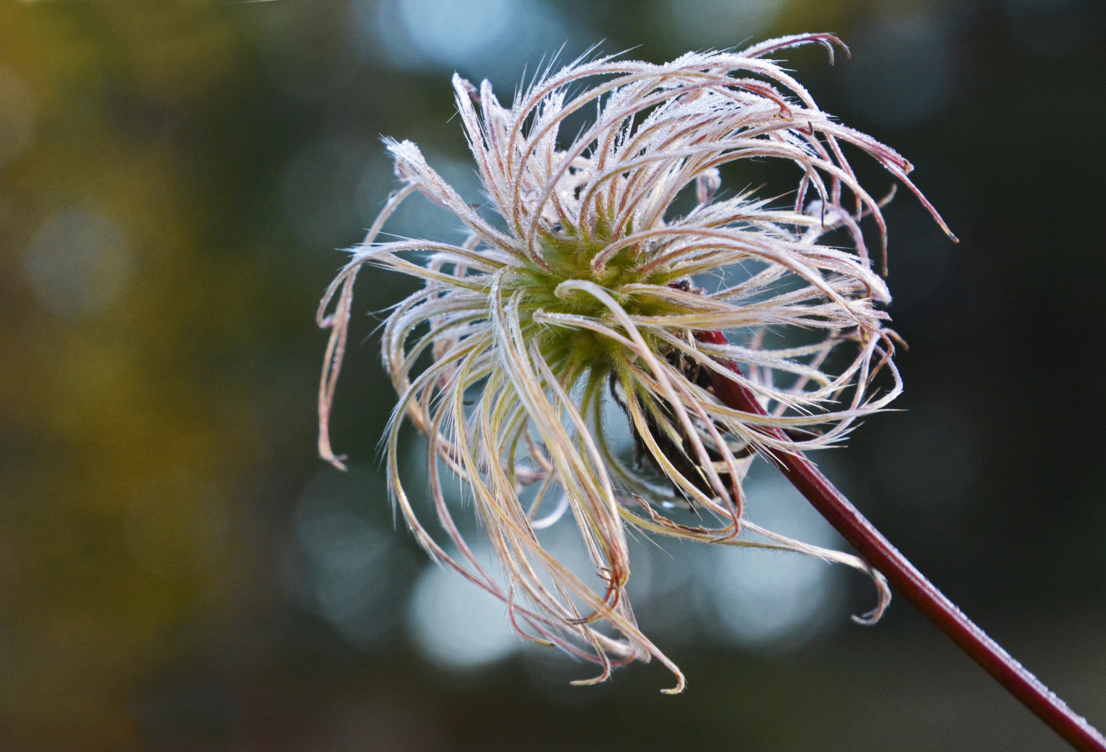 Clematis after blossom