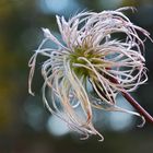 Clematis after blossom