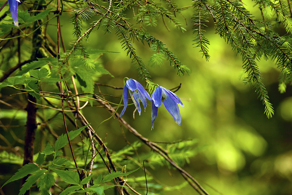 Clematis Alpina