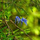 Clematis Alpina