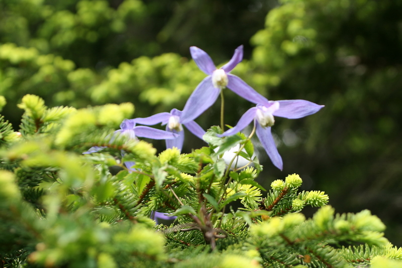 Clematis Alpina