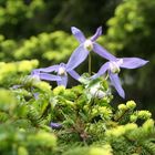 Clematis Alpina