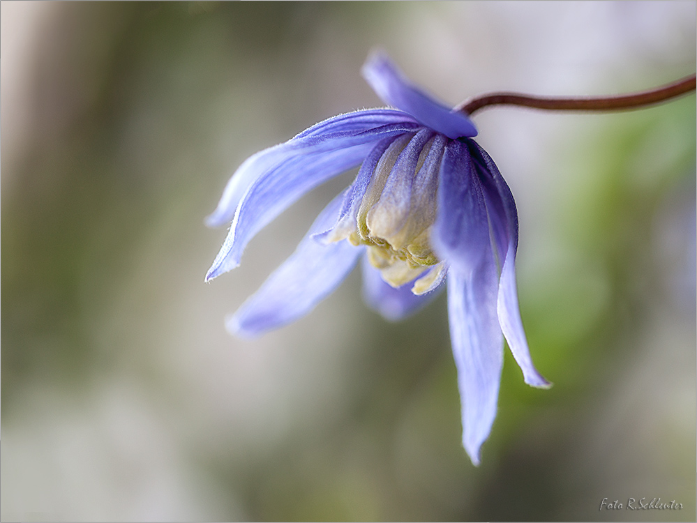 Clematis alpina