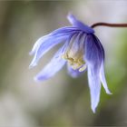 Clematis alpina