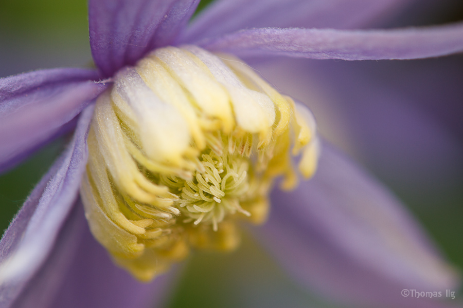 Clematis Alpina