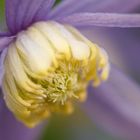 Clematis Alpina