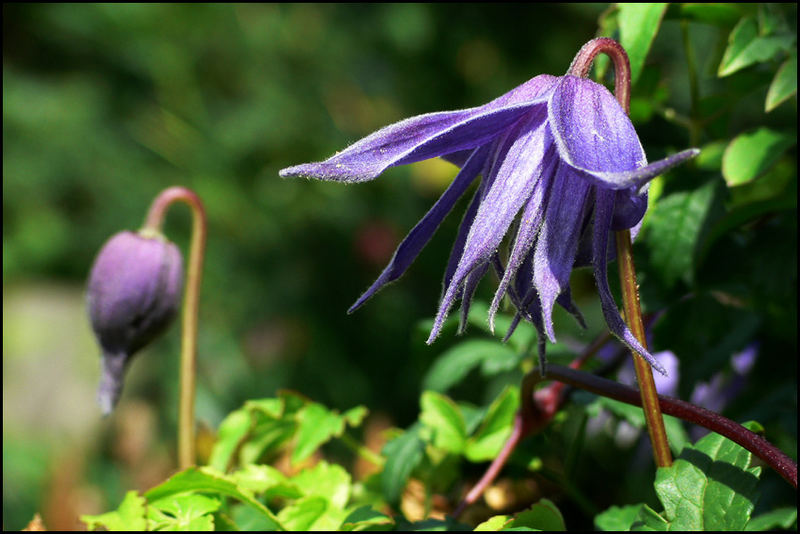 Clematis alpina2