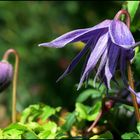 Clematis alpina2