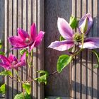 Clematis als "Schlingkünstlerin" ...