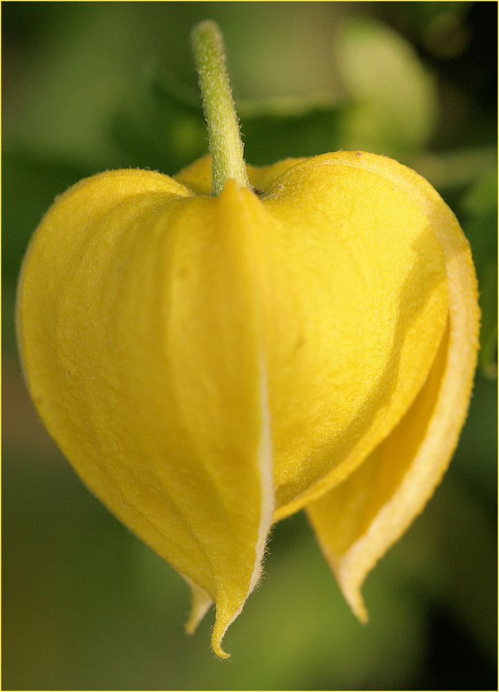 Clematis am Abend -1-