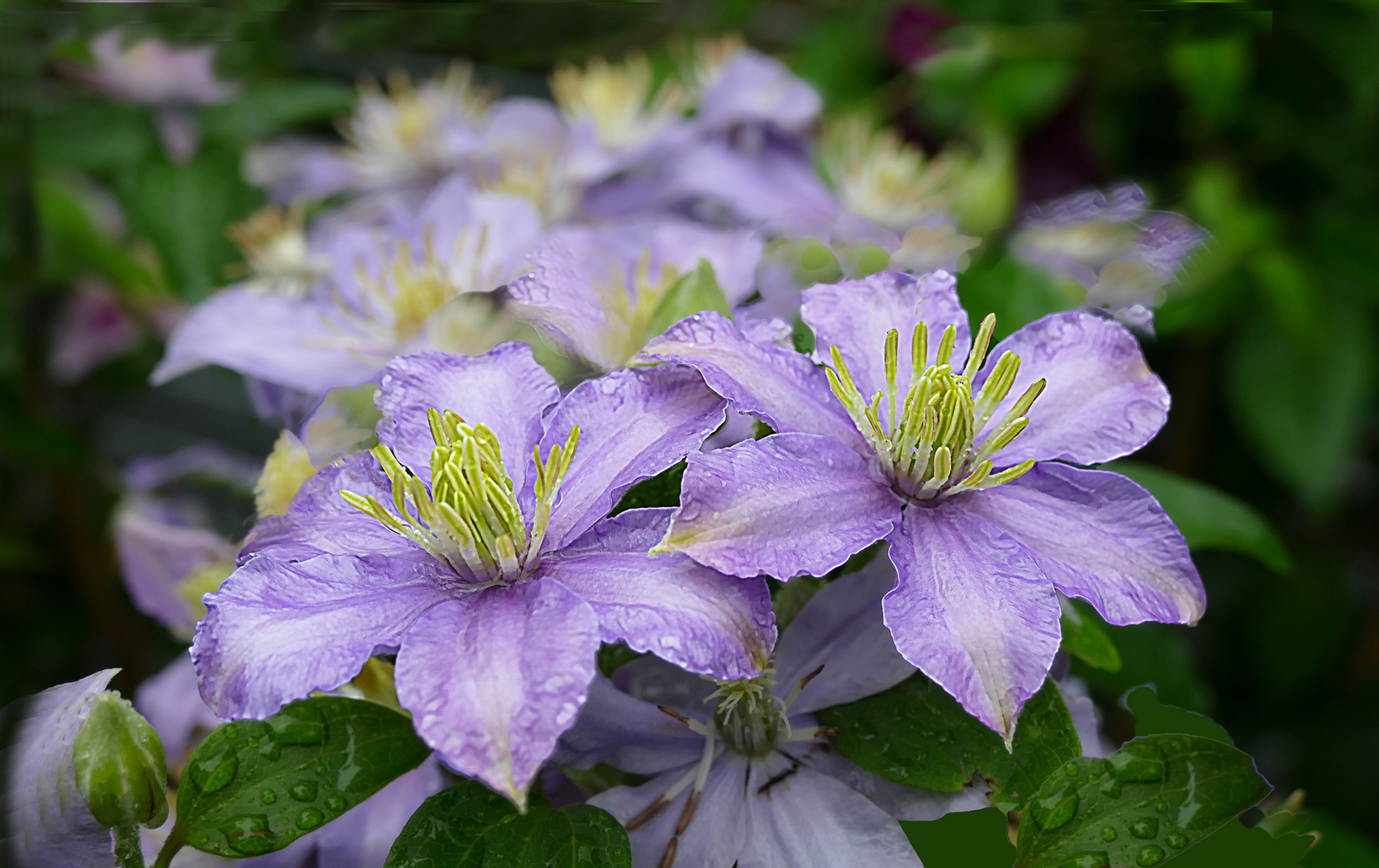 Clematis am Regen