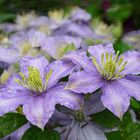 Clematis am Regen