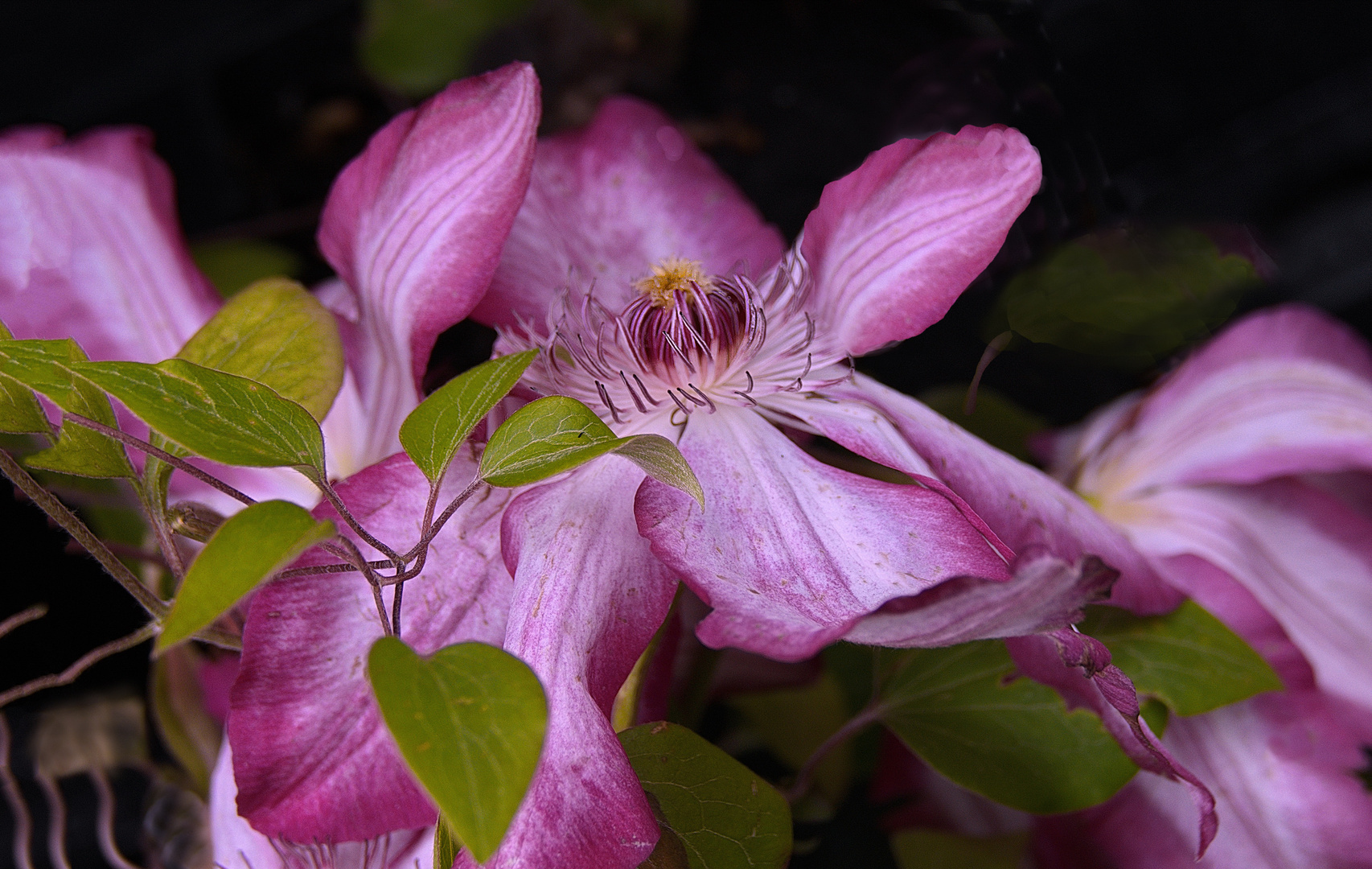 Clematis am verblühen