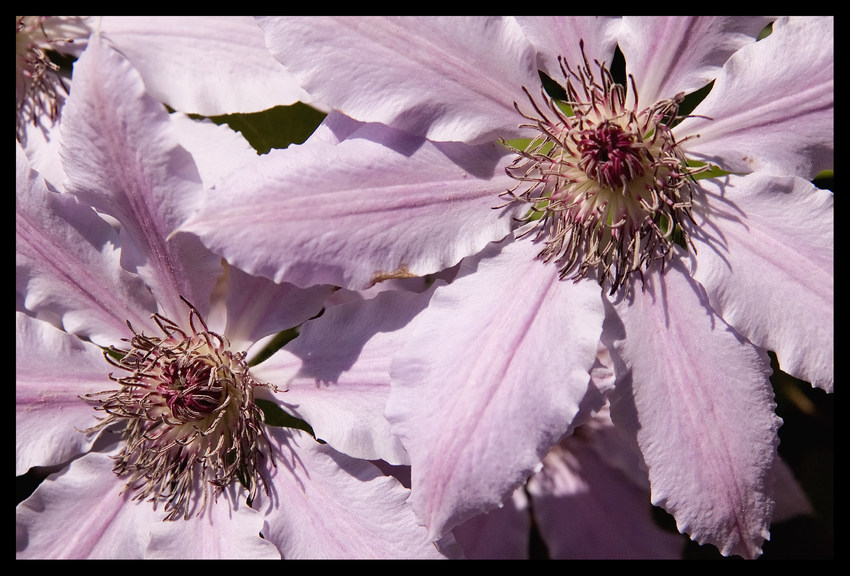 Clematis am Wegesrand