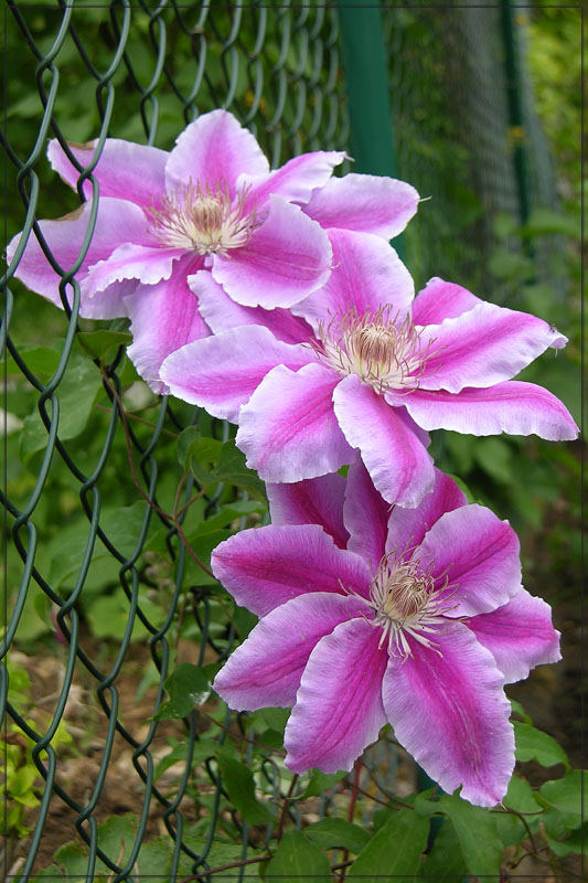 Clematis am Zaun