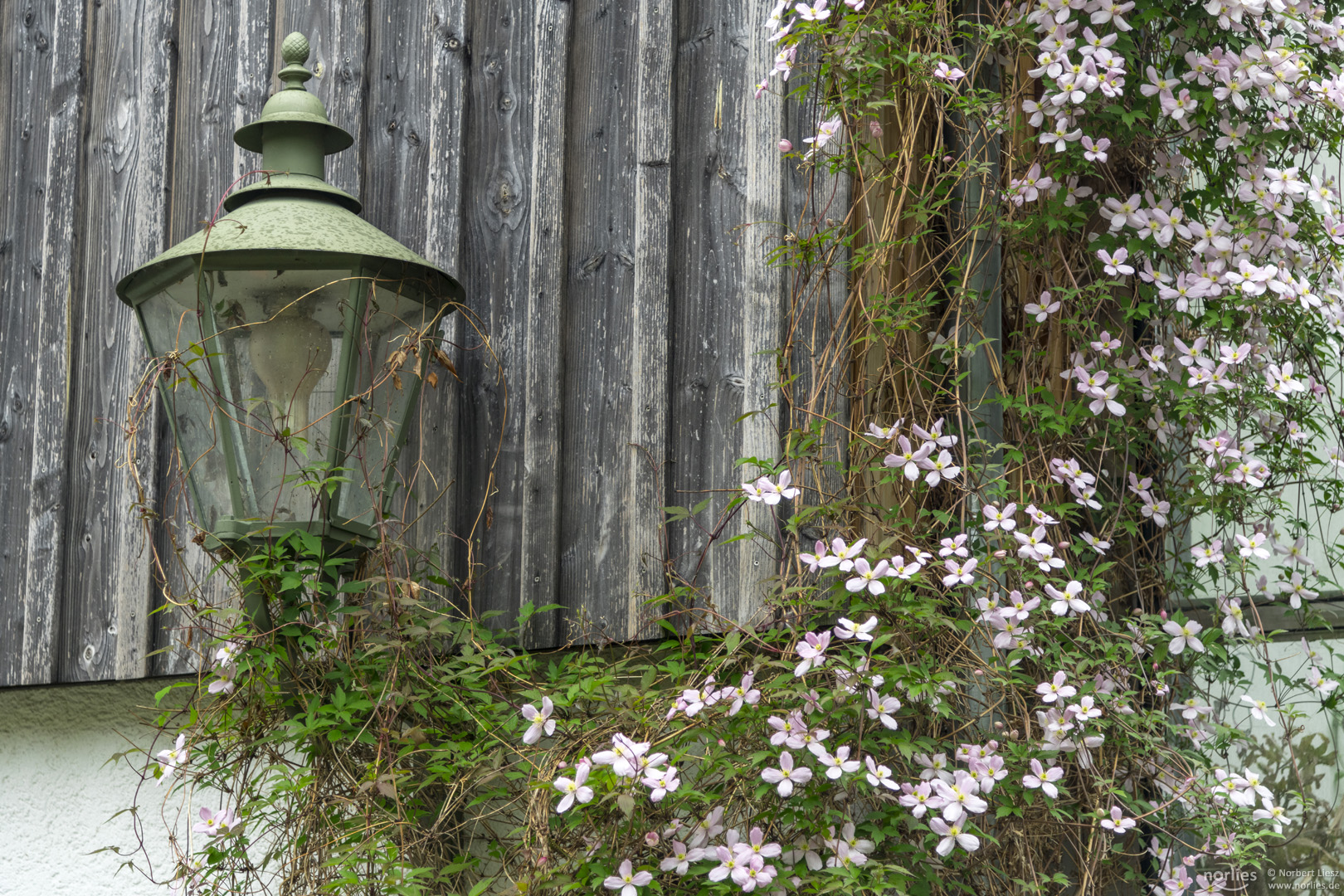 Clematis an der Hauswand