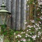 Clematis an der Hauswand