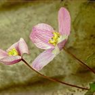 Clematis an der Wand 