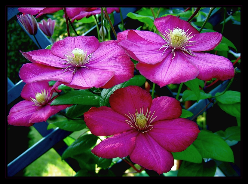 Clematis an Pergola