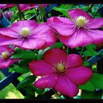 Clematis an Pergola