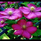 Clematis an Pergola