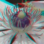 Clematis - Anaglyphen